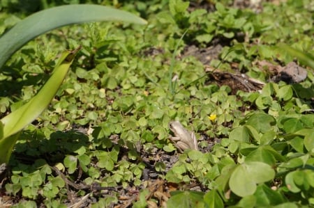 Frog on Land - frogs, pretty, land, cute, sweet, animals