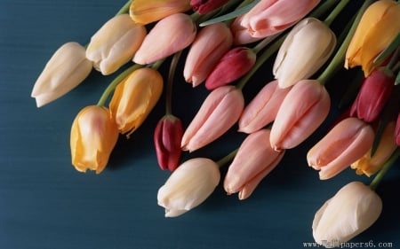 Beautiful colours of Tulips. - green, flowers, pink, red