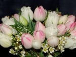 Lovely Tulips for my sweet friend Vivvy.