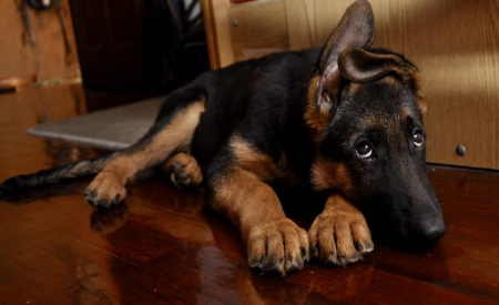 German shepherd - animal, pretty, cute, animals, beautiful, sweet, puppy, puppys, dogs, lovely, dog