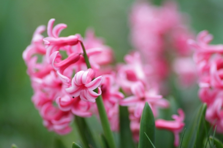 Spring - lovely, spring, nature, pink, beautiful, green, flowers, photo, cute, flower