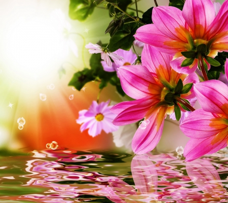 Beautiful Flowers - beautiful flowers, outdoor, reflection, nature