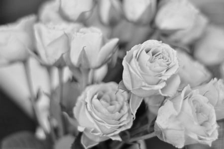 Roses - beauty, black and white, bouquet, roses