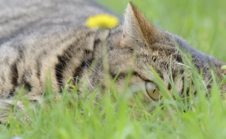 Cat - paws, face, pretty, cute, animals, beautiful, cat, sleeping, kitty, cats, kitten, hat, lovely, cat face