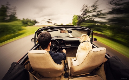 Man, dog and car - puppy, animals, lovely, pretty, puppys, beautiful, dog, animal, dogs, sweet, cute