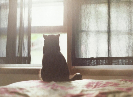 Cat - curtain, window, cute, paws, cat