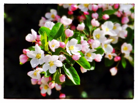 Spring - lovely, spring, nature, pink, beautiful, green, flowers, photo, cute, flower