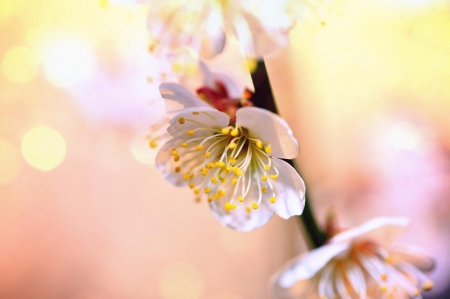 Spring - beautiful, spring, lovely, photo, flower, pink, flowers, nature, green, cute