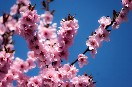 Spring - flower, pink, cute, beautiful, flowers, photo, spring, lovely, nature, green