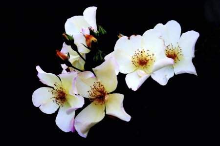 Spring - flower, pink, cute, beautiful, flowers, photo, spring, lovely, nature, green