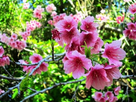 Spring - blossoms, flower, pink, plant, spring, spring flowers, natural, forces of nature, trees, nature, colors of nature, birds, colorful