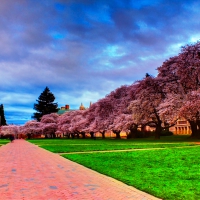 Bright Spring Blossoms