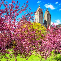 Spring blossoms in full swing