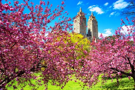 Spring blossoms in full swing - birds, splendor, landscape, spring, pink, flowers, garden, plants, paradise, sky, pink flower, clouds, cherry blossoms, photography, city, colors, flower, buildings, tree, colors of nature, colorful, nature, places, forces of nature, park