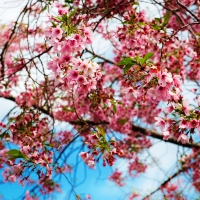 Spring blossoms