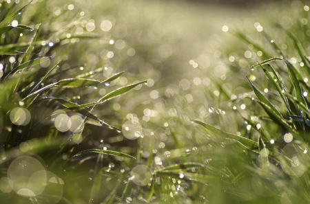 Spring - lovely, spring, nature, pink, beautiful, green, flowers, photo, cute, flower