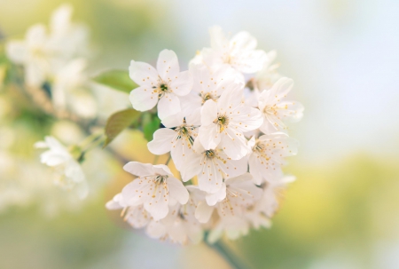 Spring - lovely, spring, nature, pink, beautiful, green, flowers, photo, cute, flower