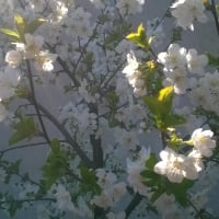 tree in bloom