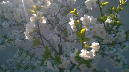 tree in bloom - nature, bee, bloom, sun, cherry, tree, spring