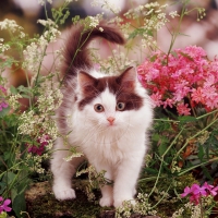 kitty in a spring garden