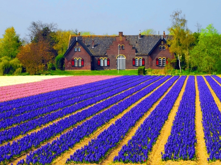 Keukenhof-Holland - Holland, pretty, house, trees, summer, beautiful, manor, spring, meadow, lovely, flowers, Keukenhof, colorful, tulips, field, park