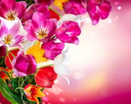 Floral background - pretty, tulips, beautiful, flowers, leaves, background, petals, nice, lovely, floral, colorful