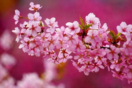 Spring branch - pretty, blossoms, branch, beautiful, fragrance, spring, lovely, pink, blooming, tree, flowering, scent, nice