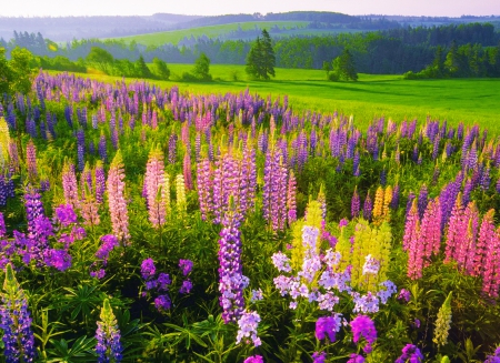 Lovely wildflowers - lupine, pretty, summer, beautiful, grass, meadow, lovely, freshness, mountain, flowers, wildflowers, colorful, field