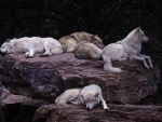 WOLF PACK ON THE ROCKS