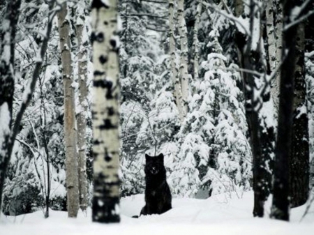 Black Wolf - wolf, animals, black, trees, nature, snow