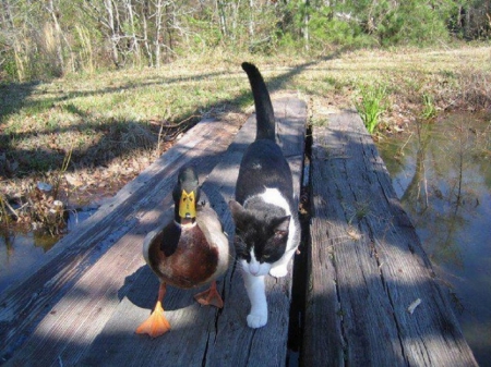 FRIENDLY WALK - walking, duck, friends, cat