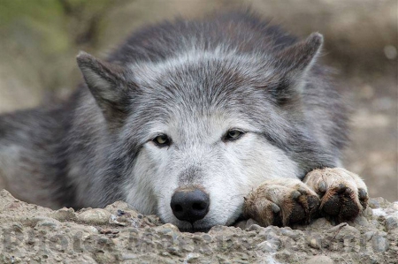 Gray Wolf - wolves, nature, wolf, animals, gray