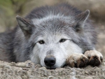 Gray Wolf