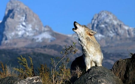 Where are You - wolf, nature, animals, mountains, howling