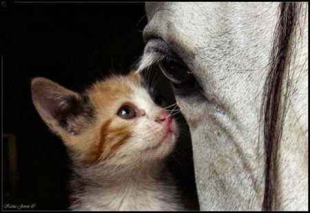 SEEING EYE TO EYE - horse, animal, eyes, kitten