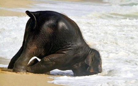 OOPS - ELEPHANT, SEA, SHORE, BABY