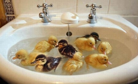 HAND BASIN SWIMMING - ducks, baby, animals, swimming