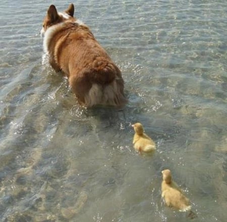 FOLLOWING A FRIEND - ducks, animals, swimming, dog