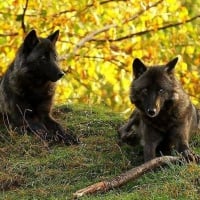 Black Wolves