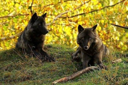 Black Wolves - wolves, nature, painting, animals, black