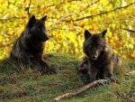 Black Wolves