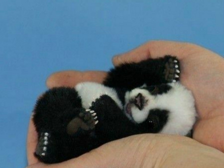 REAL OR NOT CUTIE - hand, animal, panda, cute