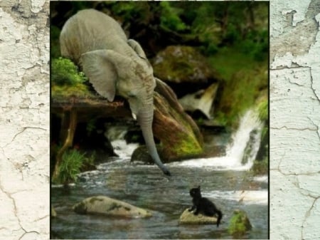 LENDING A TRUNK - animals, elephant, cute, kitten