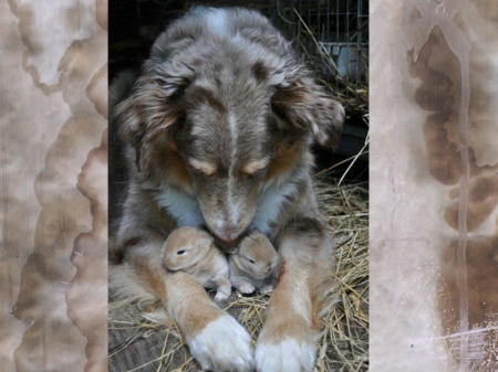 MOTHERLY INSTINCT - instinct, bunnies, motherly, dog