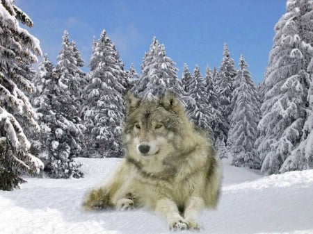 Wolf in Snow - wolf, painting, nature, sky, trees, animals, snow