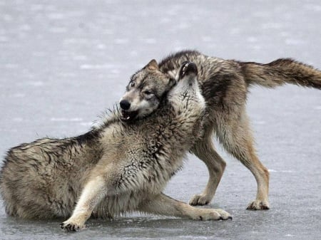 Playtime - wolves, nature, wolf, animals, playtime