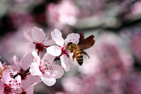 Busy Bee - blossoms, springtime, tree, insect