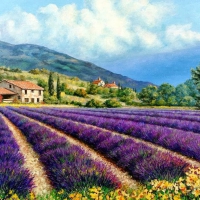 Lavender Field