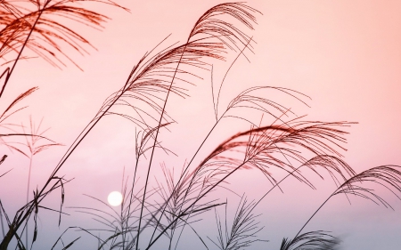 Pink Sky - sky, hot, photography, sun, image, silhouettes, view, evening, clouds, sunsets, afternoon, grasses, grass, scene, moon, scrubbs, scenic, day, night, plants, schrubbery, nature, picture, dawn, pink, twilight, photo, sunrise