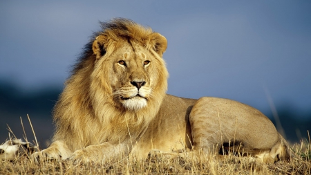 Big Lion - leu, africana, savana, regele